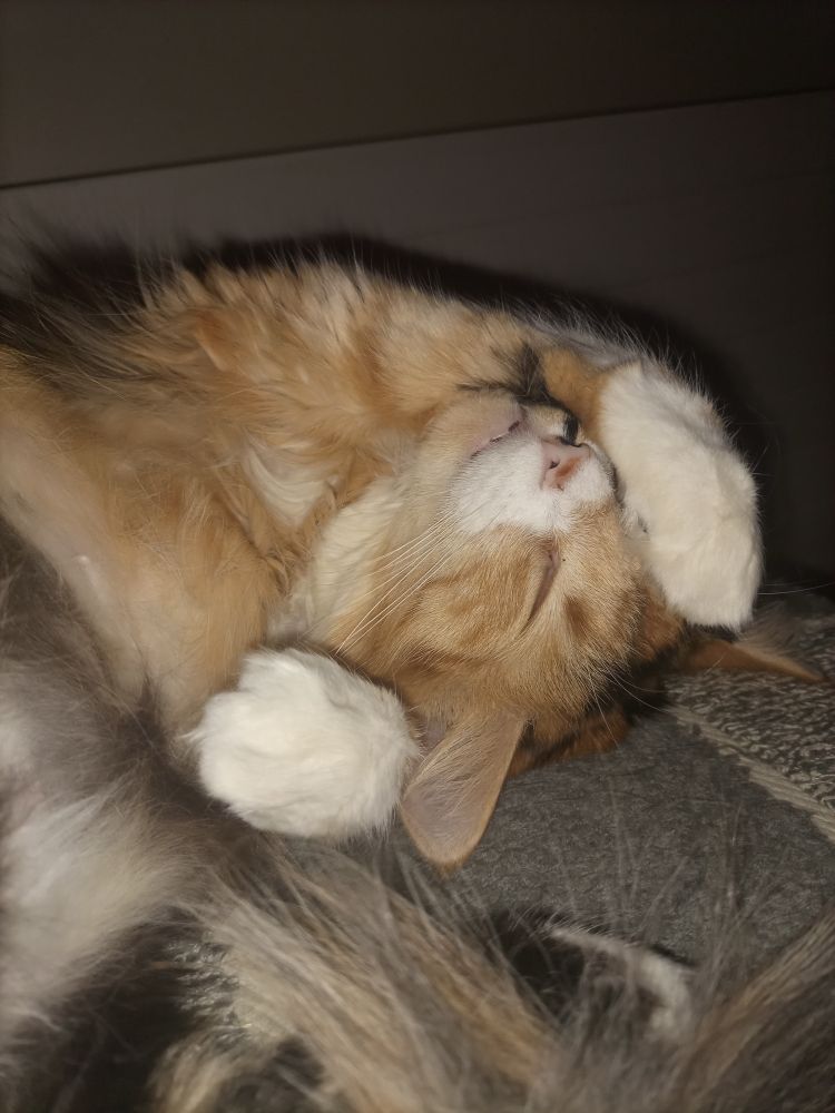 My lady cat Lísa dreaming.