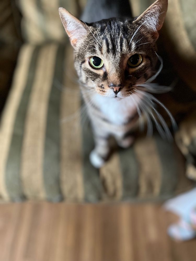 A picture brown tabby cat standing on a couch looking at the camera