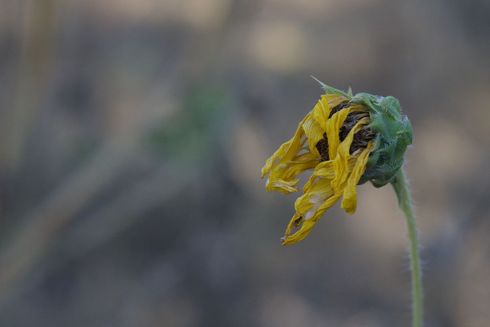 A macro photo of a dying sunflower. It occupies the right side of the frame while the petals kind of splay to the center of the frame. They are all beginning to wilt and dry out but there is still a lot of yellow and green left.