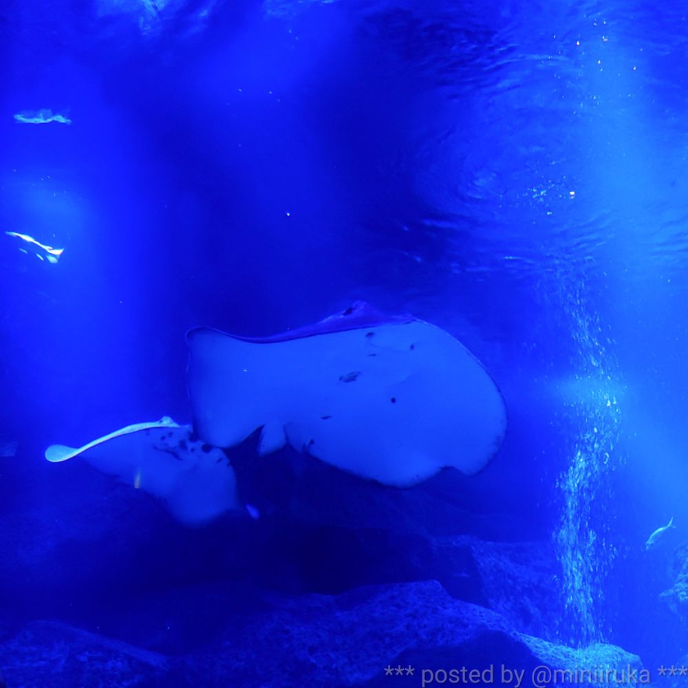 すみだ水族館の小笠原の海（大水槽）を泳ぐ2匹のエイ
いつも動きの少ない大きなほうのエイが泳ぐと、水槽が狭く見える不思議