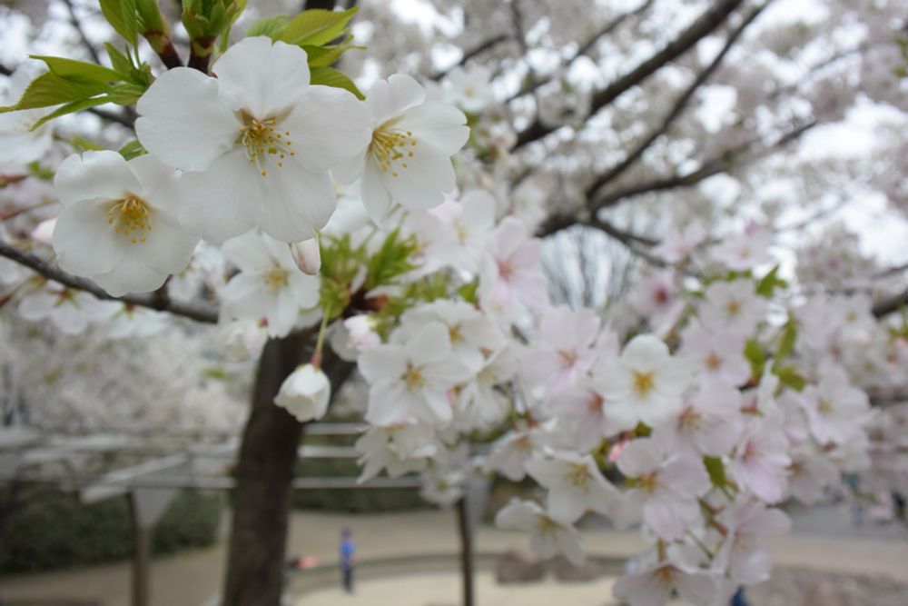 おそらくソメイヨシノ