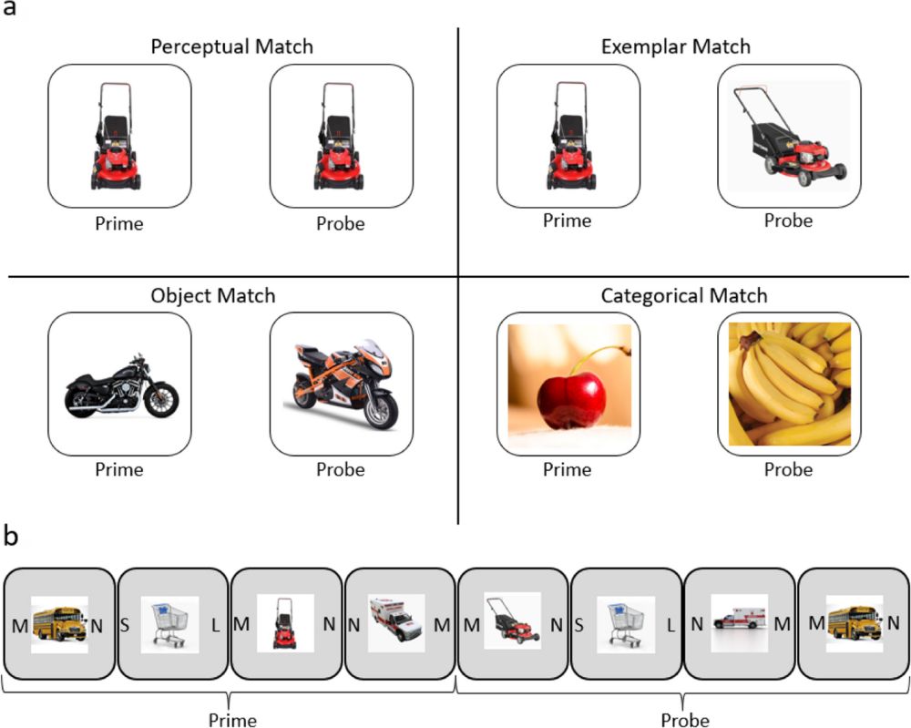 One-shot stimulus-control associations generalize over different stimulus viewpoints and exemplars - Memory & Cognition