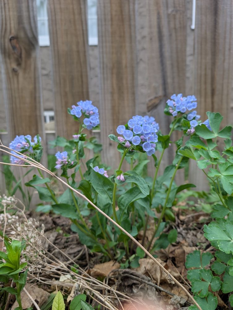 Bluebells flowering brightly in front of a fence