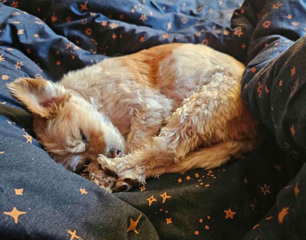 Kleiner braunweißer Mischlingshund liegt aufgerollt schlafend auf einer blauen Decke mit Sternchen