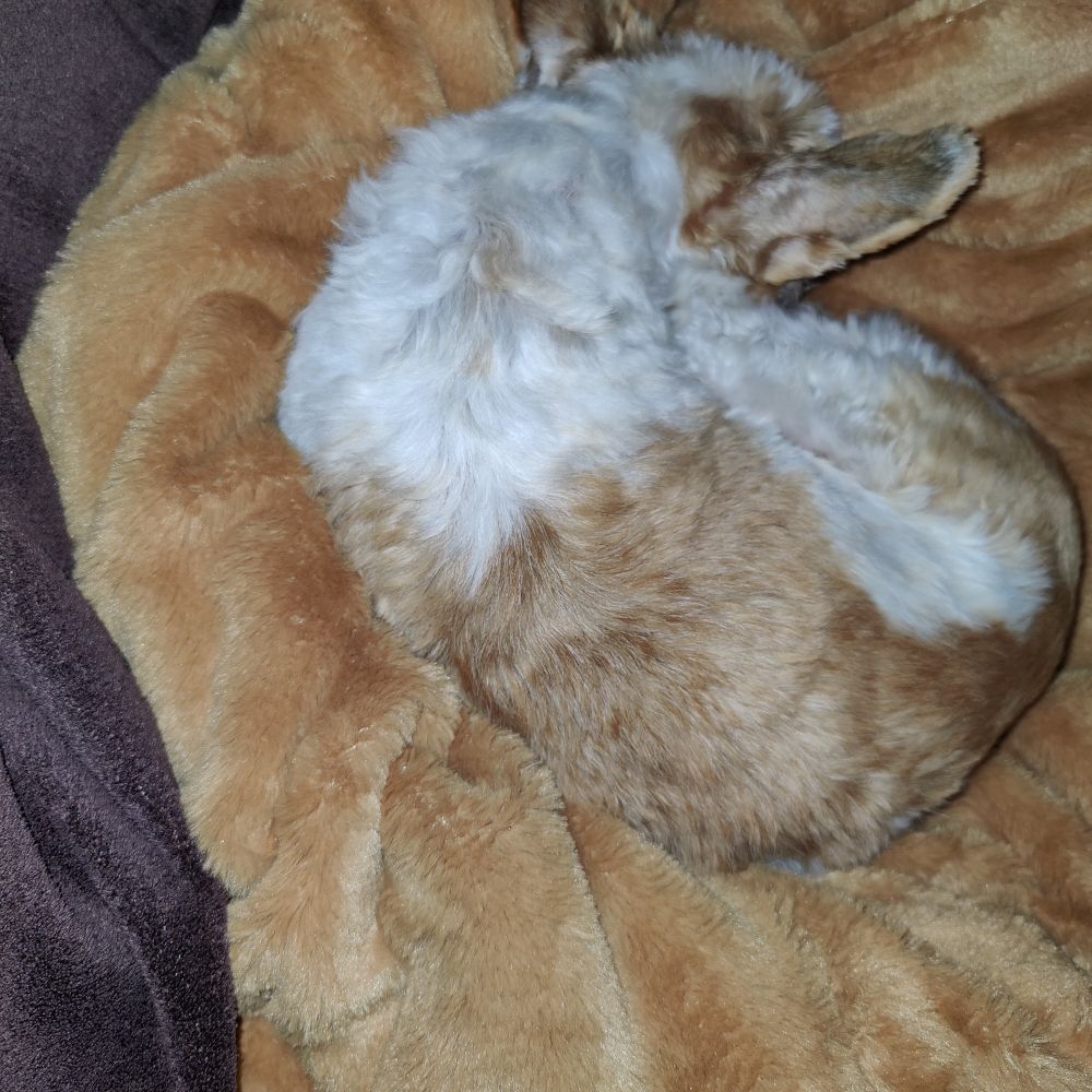 Kleiner braunweiß gefleckter Hund liegt aufgerollt auf beiger Decke und schläft