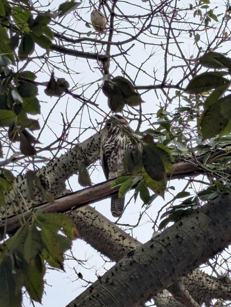 Harris's hawk in a tree