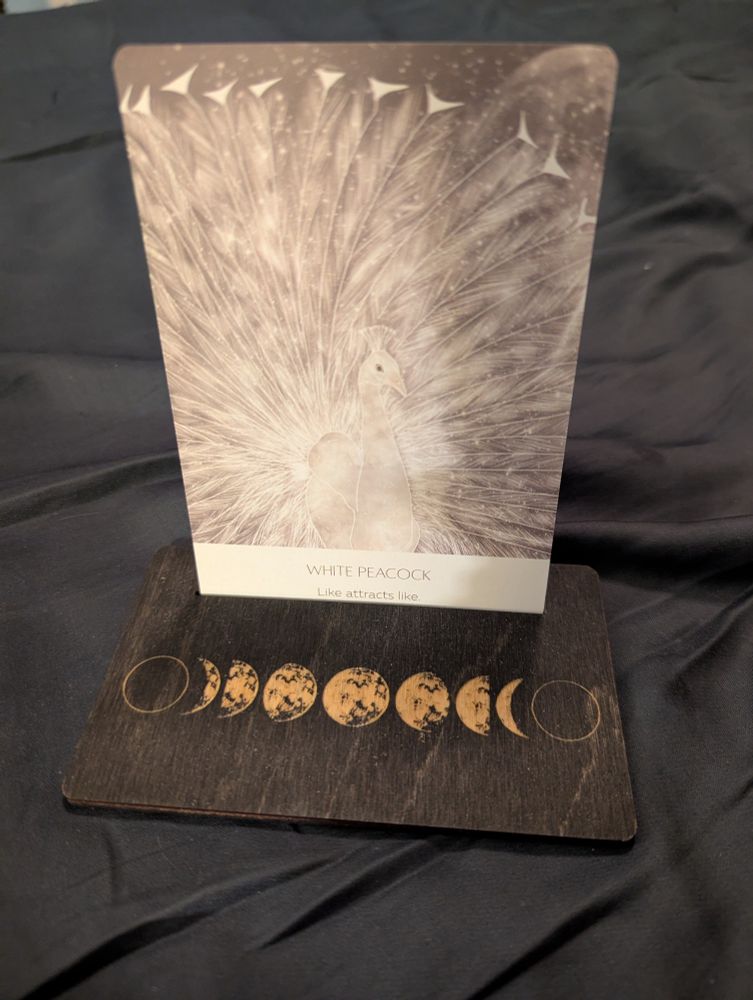 The White Peacock, Like attracts like. A white peacock displays its ghostly tail plumage amongst a starry grey background. 