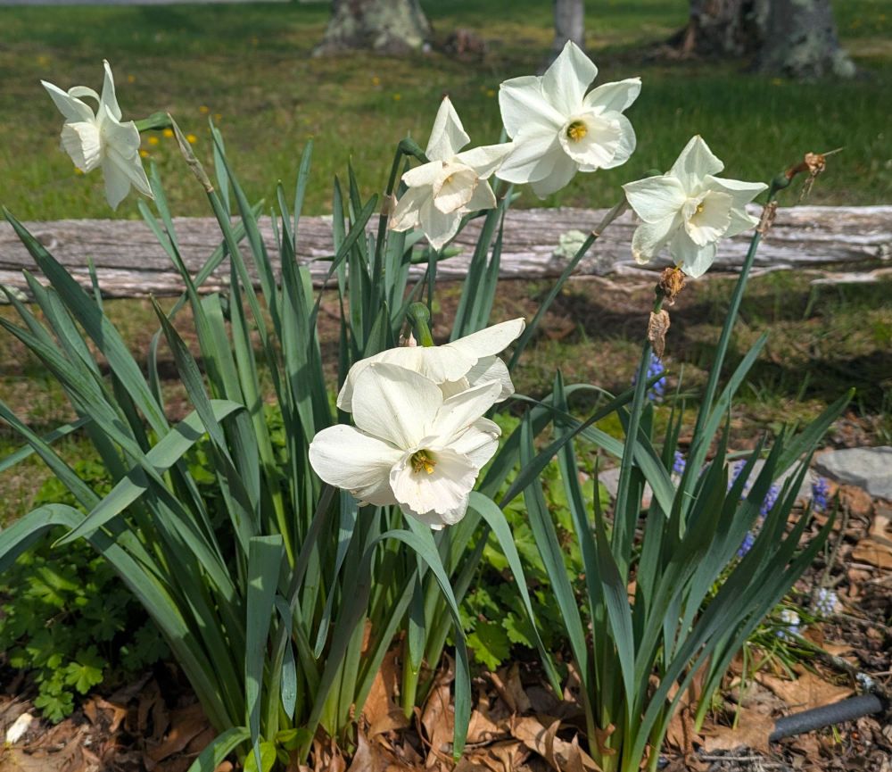 Are they daffodils or are they narcissus? WHO KNOWS?! All I know is that they're BULBS!!