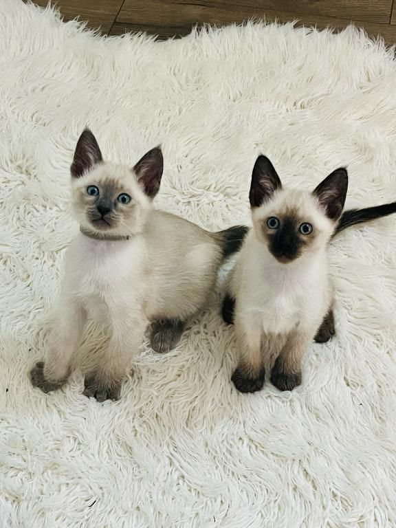 a pair of seal point siamese kittens sitting on a white shag rug
