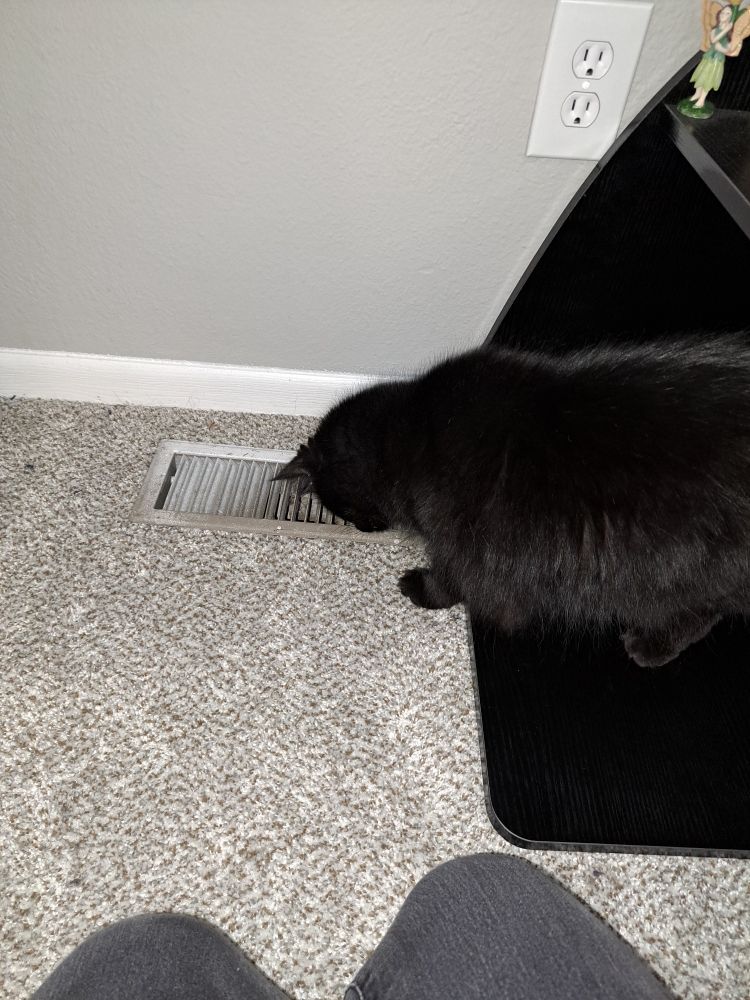 A black cat staring very intently into a heating vent.