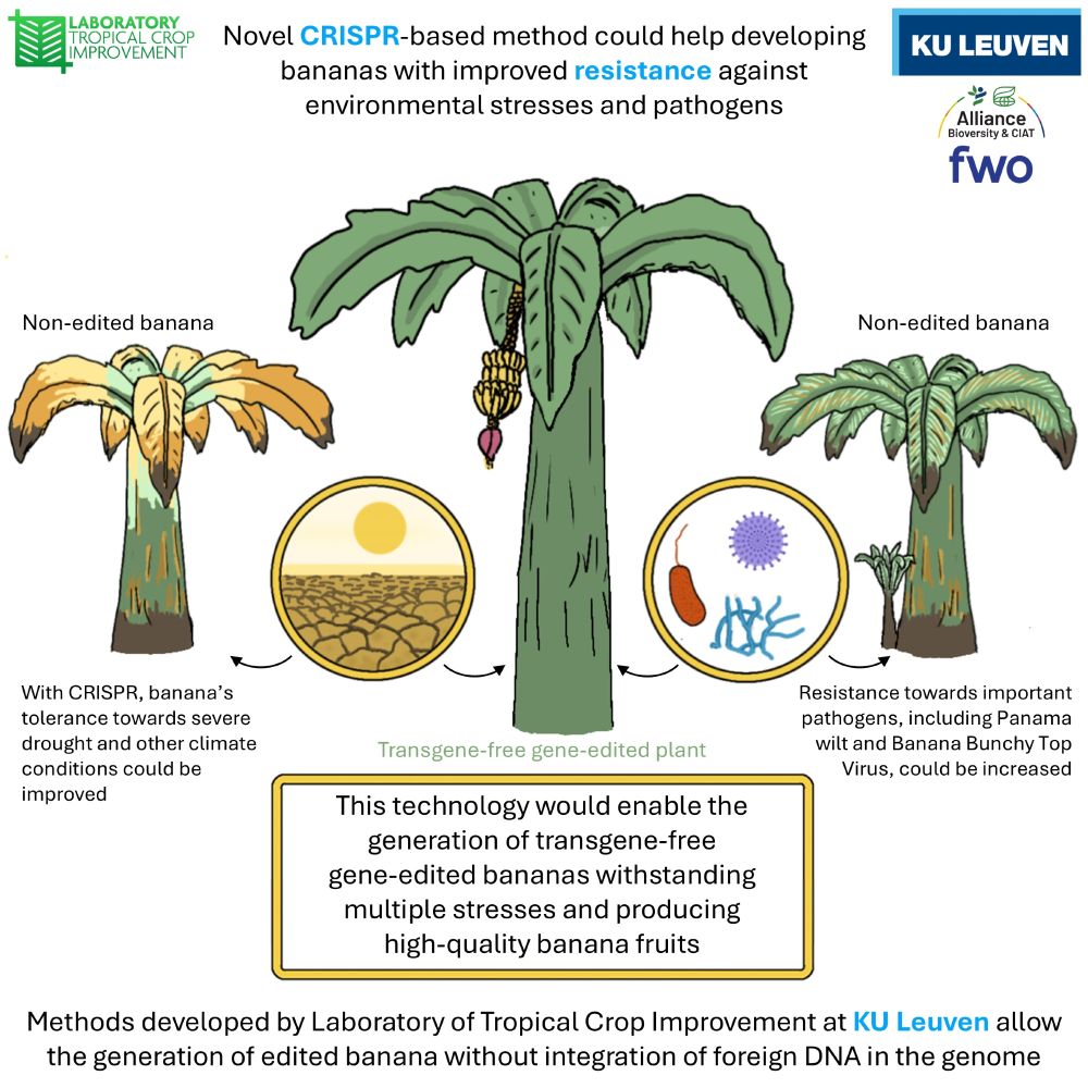 Genomic advanced tools are now available to take full advantage of our gene mining platform using the world banana collection we are hosting in Leuven in close collaboration with The Alliance/Bioversity.

https://nph.onlinelibrary.wiley.com/doi/full/10.1111/nph.70044