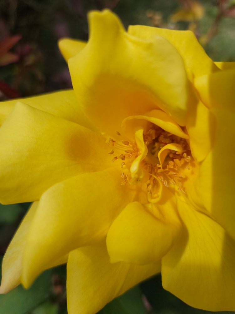 Close view of a yellow garden rose.