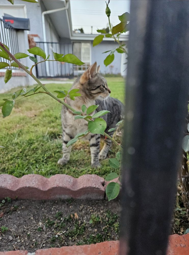 Leafy, thorned, green-and-red stems of a rose bush in a front yard, a brown-tabby cat standing on alert behind