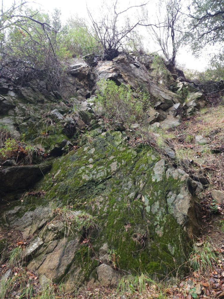 A moss-covered, fractured rock face dotted with grasses,  chaparral, and fallen leaves, visited on a damp autumn walk.