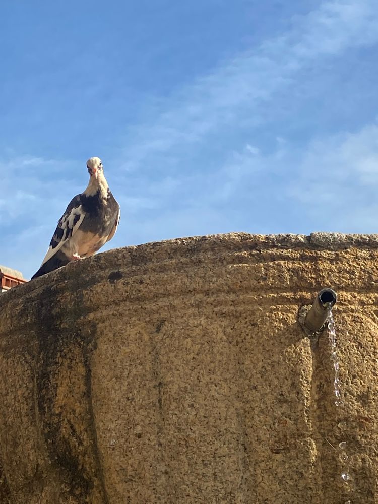 Paloma sobre pila bautismal 