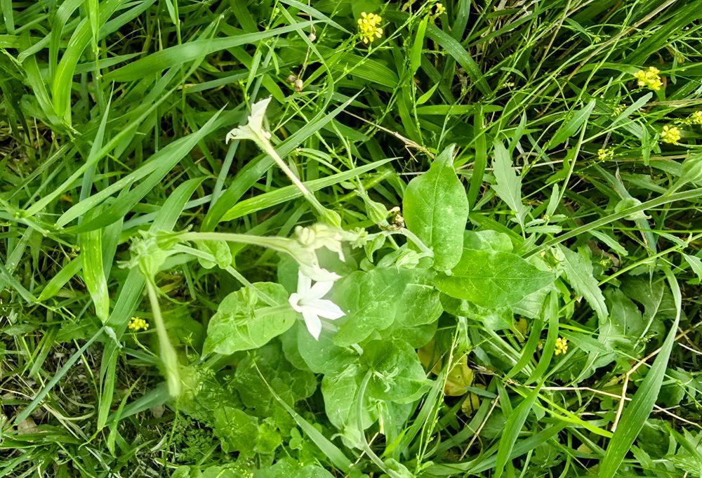 A green plant with small white flower grows in the midst of native grasses and other plants with small yellow flowers.