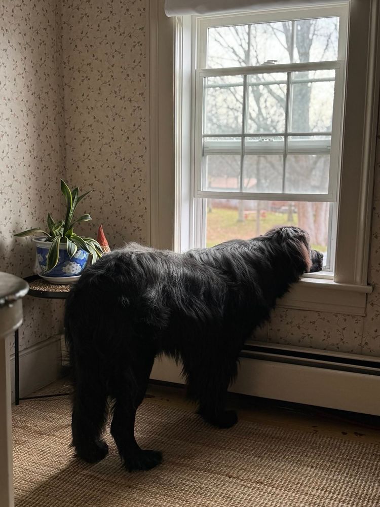 Full size view of giant, black, newfoundland puppy dog standing at a window with his head resting on the sill, with a table in the corner holding a snake plant in a flowered ceramic pot and a wooden gnome with a red hat. The wallpaper is off-white with green vines and pink flowers. The rug is woven and yellow. Outside are trees, grass, and birdhouses in the distance.