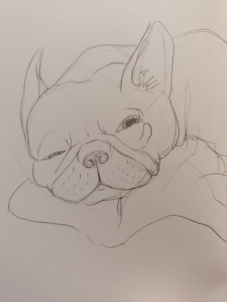 A pencil line drawing of a close-up of a napping french bulldog