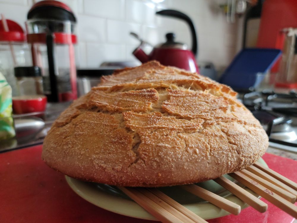 A loaf of just-baked sourdough bread that is fairly flat and wide, but probably very tasty, the dough having been left out all night by mistake