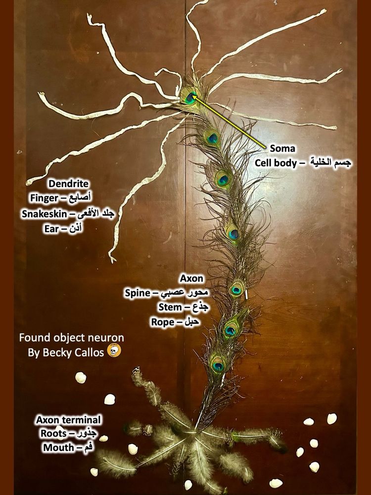 Brain cell made from peacock feathers, more feathers and snakeskin, labeled in Arabic based on what kids saw in the various parts 😎