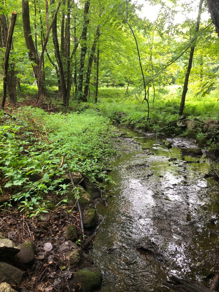 Marshlands and a stone wall in western Massachusetts