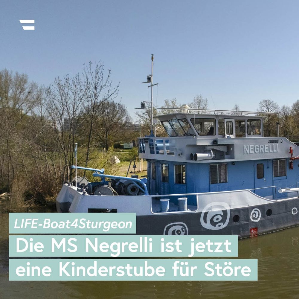 Linker Teil der umgebauten MS Negrelli, die nun an der Wiener Donauinsel als LIFE-Boat4Sturgeon eröffnet wurde