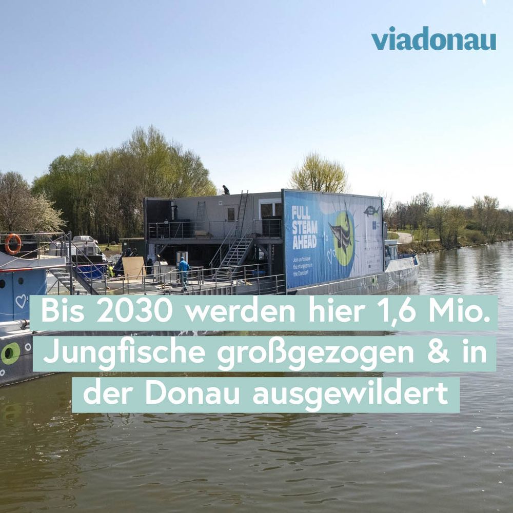 Rechter Teil der umgebauten MS Negrelli, die nun an der Wiener Donauinsel als LIFE-Boat4Sturgeon eröffnet wurde