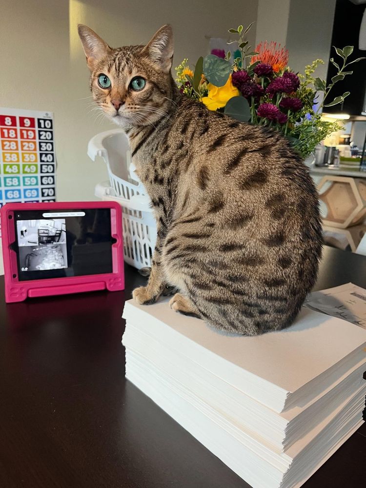 Professor Mochi, a brown spotted tabby Savannah, sits atop a stack of freshly signed tip-ins, oblivious to (or perhaps very cognizant of) the fact that he is very much in my way