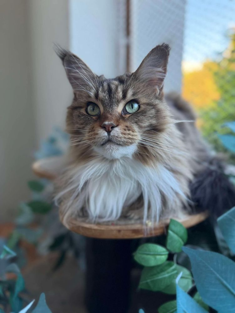 President Mittens, a brown and white tabby Maine Coon with a magnificent white mane, loafs stop atop a cat tree on the catio. She is beauty. She is grace. There is not a trace of a thought on her vacant face.
