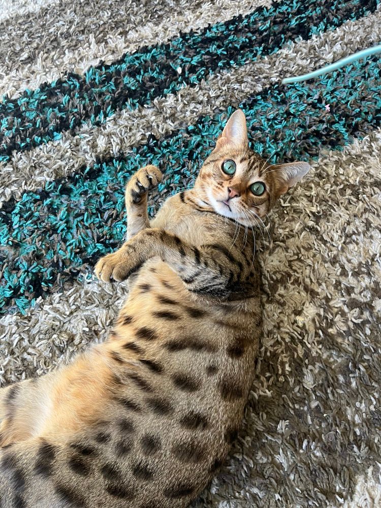 Professor Mochi (brown spotted tabby cat) lying on his back on a teal and beige rug, looking up at the end of a cat toy, his tongue slightly sticking out