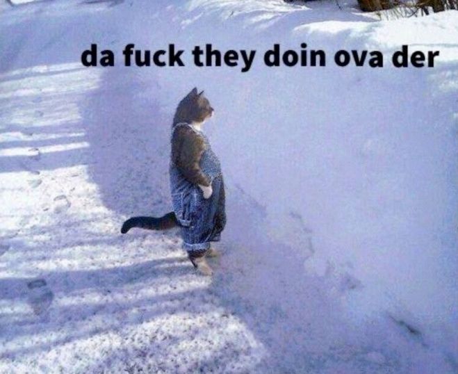 meme of cat standing on hind legs in denim overalls peering over a wall of snow, text reads: "da fuck they doin ova der" 