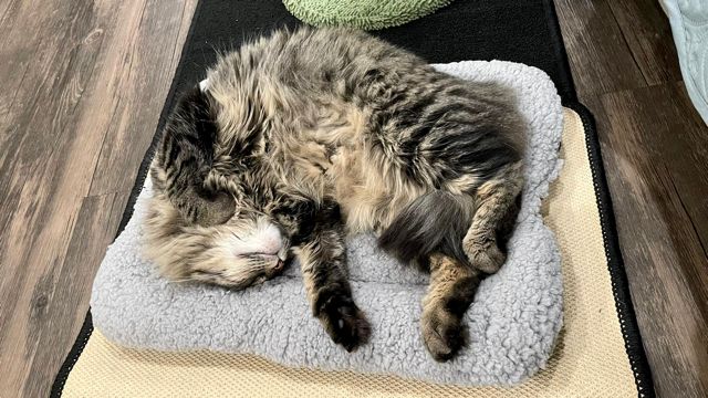 A brown tabby cat napping on a cat bed, head upside down and sprawling to expose their belly fluff. The cat is deeply asleep.