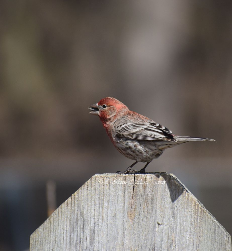 Male house finch, Brown Co. WI just east of Green Bay @ Lily Lake County Park.