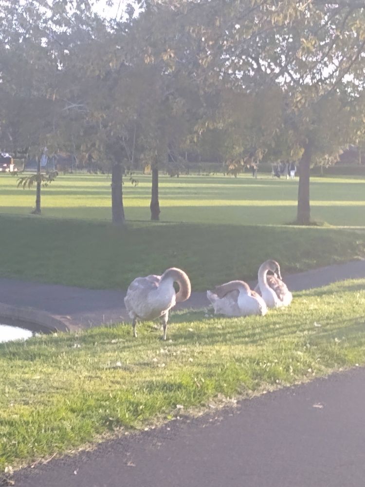 Three cygnets in the grass, basking in the sun and preening