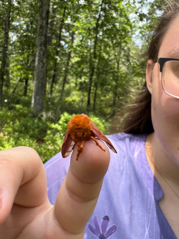 Oakworm moth on a finger. Oakworms are orange and fluffy!