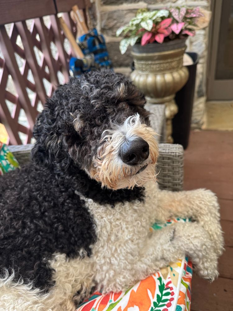 A Bernedoodle dog looking at the camera, sitting on a colorful deck chair