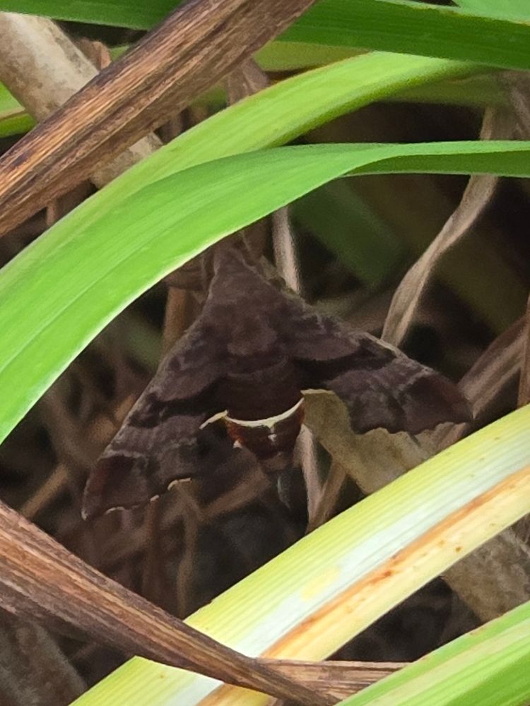 Nessus sphinx moth with bat-like wings on full display. It’s gray brown with white stripes on its hefty body.