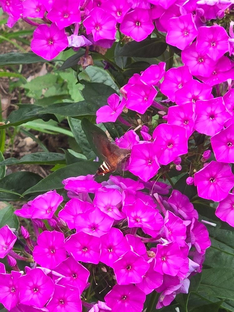Nessus sphinx moth flying in the pink phlox