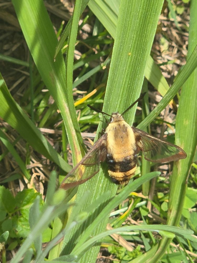 A hummingbird moth resting on leaves