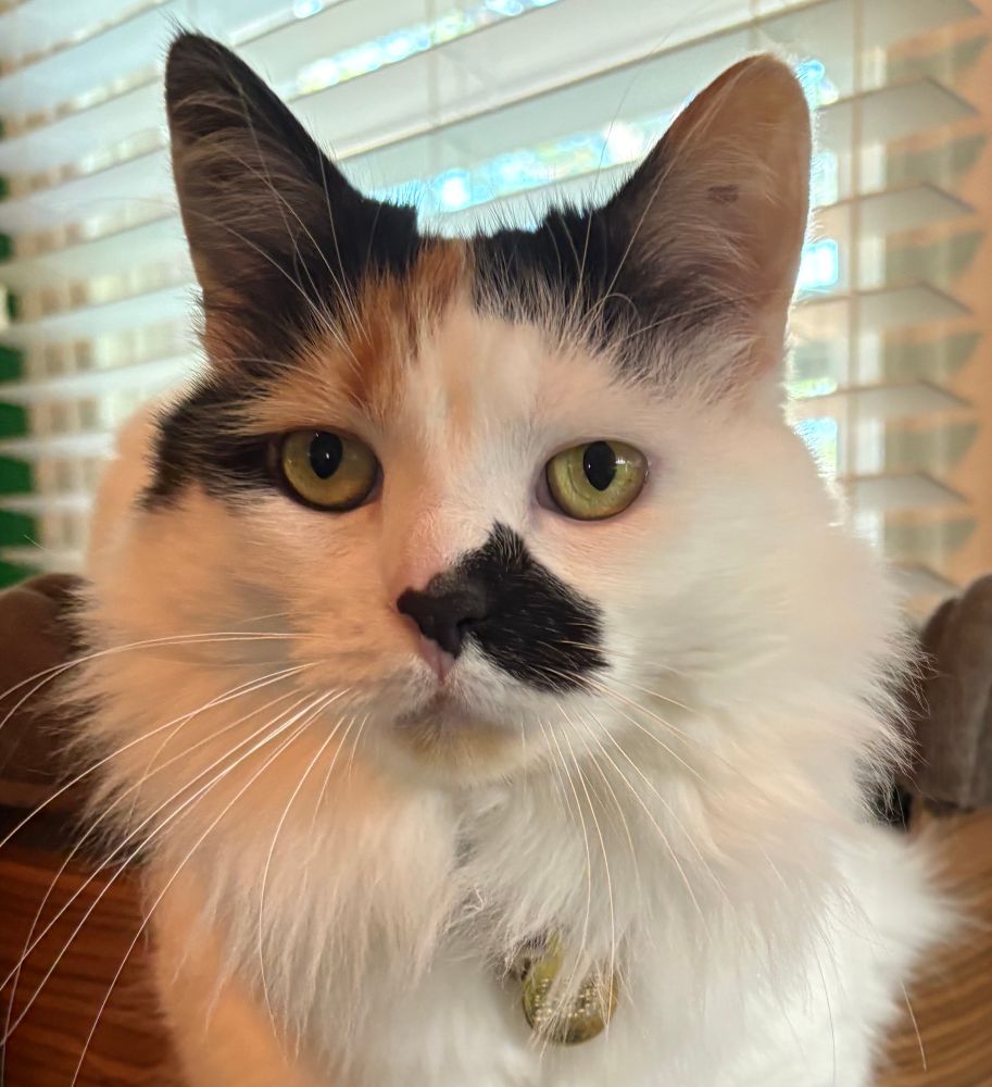 A white cat with black and orange markings looks directly into the camera. She’s probably asking for more treats. 