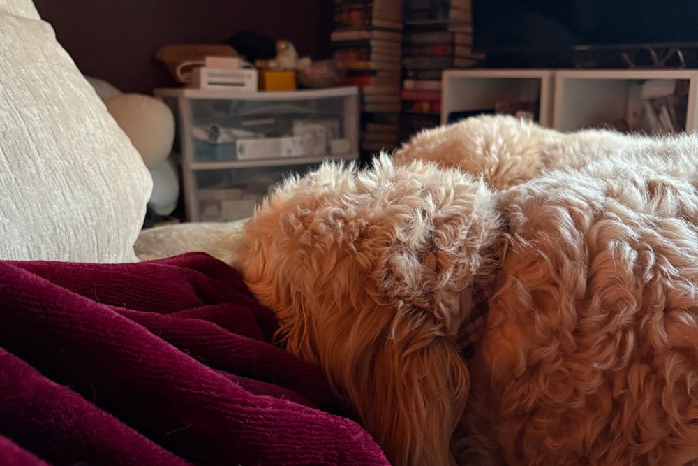 Goldendoodle lying with his head atop a burgundy blanket. 