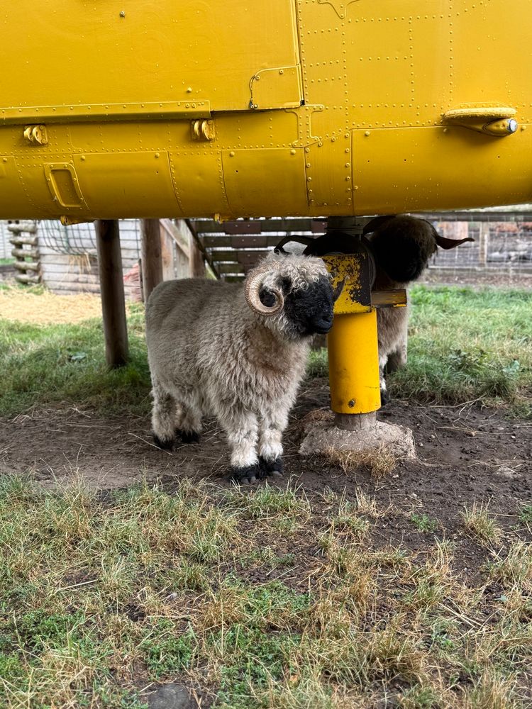 Woolly sheep under yellow helicopter 