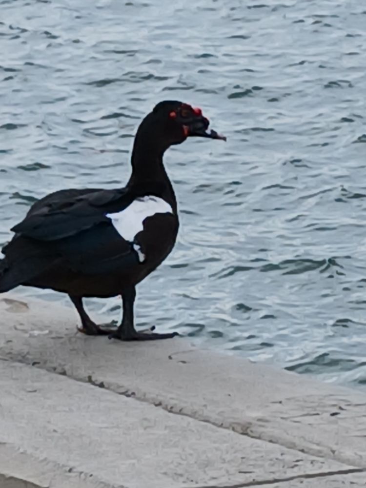 Standing black duck with white wing markings, red bumps on beak, and black legs and feet. Definitely not a mallard.