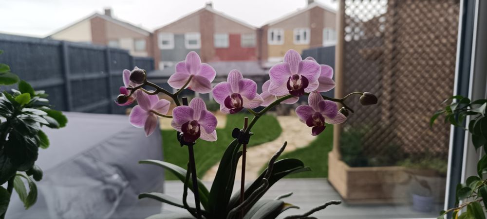 An orchid plant with 8+ little pink flowers on a windowsill, with a blurry garden in the background.