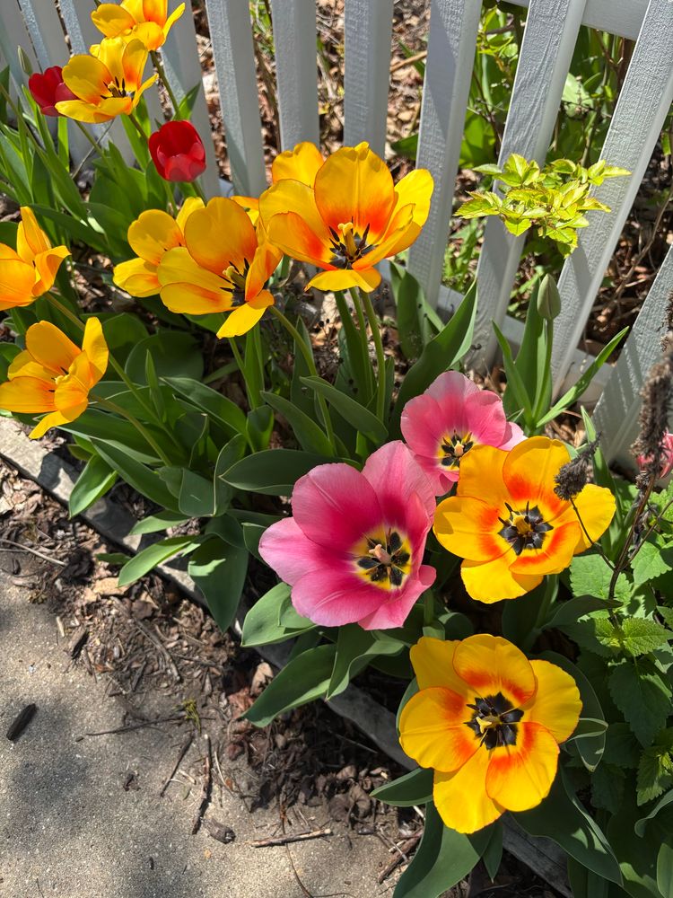 Yellow and dark pink tulips