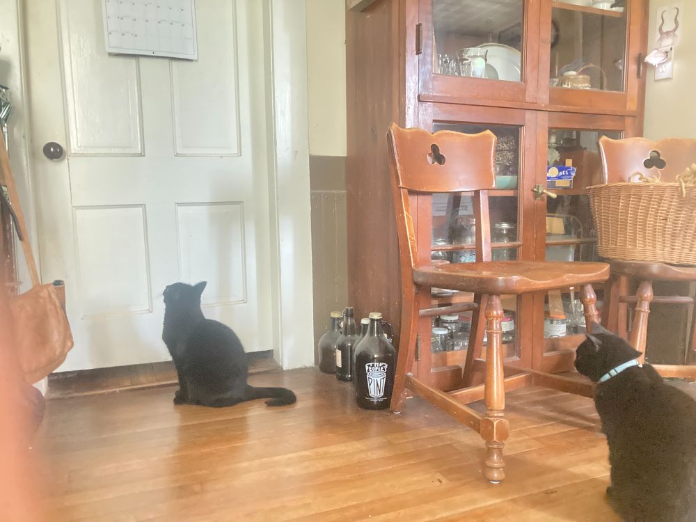 Two black cats staring intently at a closed bedroom door. They will stay here for an hour, or even two, waiting for the knob to turn. That will  be time for second breakfast.