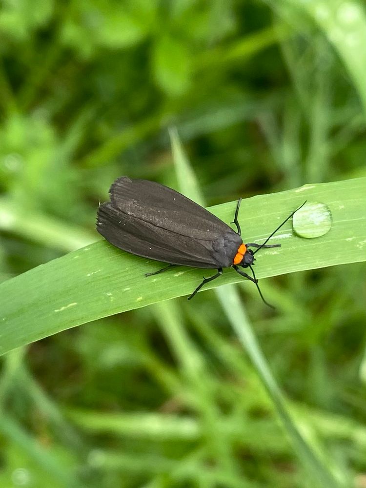 Red-necked Footman