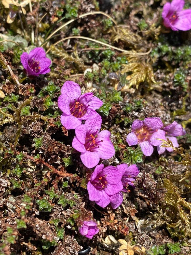 Purple Saxifrage