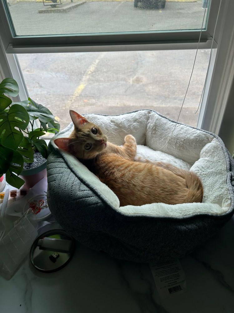 Kitten in cat bed against a window