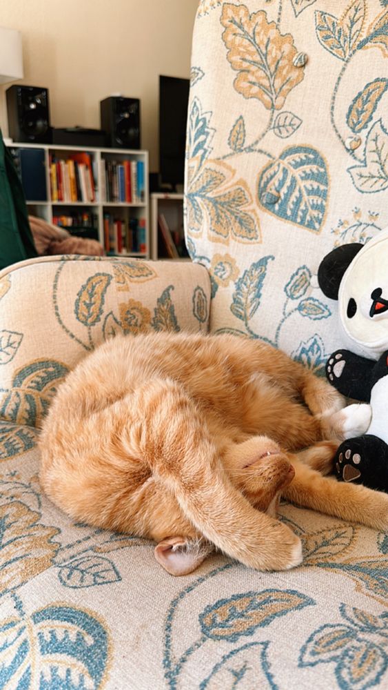Kitten curled up on chair covering eyes
